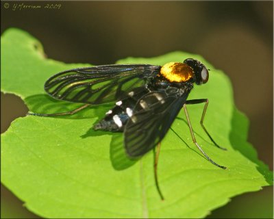 Golden-backed Snipe Fly Female
