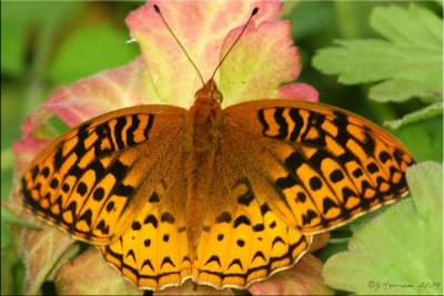 Great Spangled Fritillary