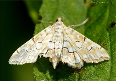 Pondside Pyralid Moth  Elophila icciusalis  Hodges #4748
