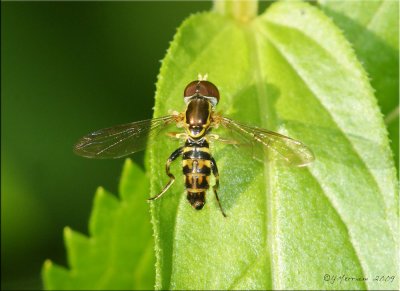 Syrphid Fly ~ Toxomerus geminatus