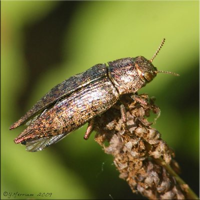 Metallic Wood-boring Beetle ~ Buprestidae