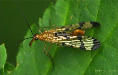 Scorpionfly ~ Panorpa hungerfordi