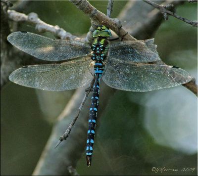 Lance-tipped Darner ~ Aeshna constricta