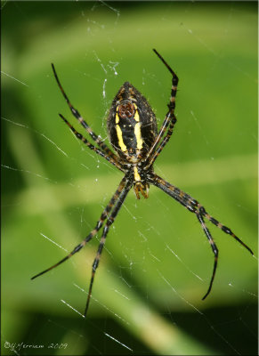 Sleek Undercarriage
