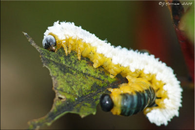 Mildew Coated Dogwood Sawfly Larva