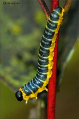 Dogwood Sawfly Larva ~ Macremphytus Species