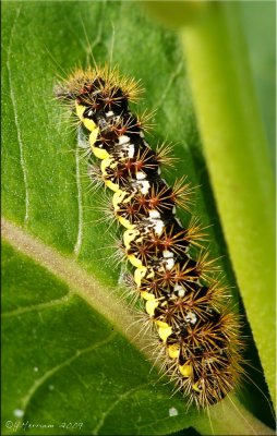 Acronicta oblinita - Smeared Dagger Moth - Hodges#9272