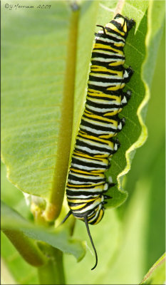 Lonely Monarch Caterpillar
