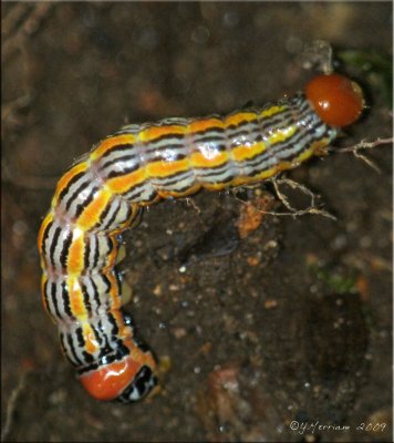 Symmerista Species~ Probable Orange-humped Mapleworm