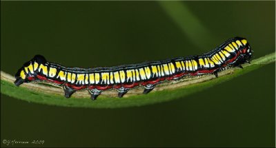 Moth Caterpillars