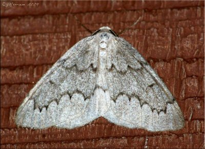 Nepytia canosaria - False Hemlock Looper - Hodges#6906