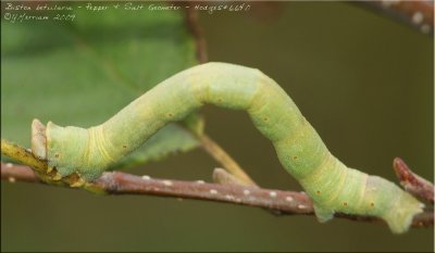 Biston betularia - Pepper & Salt Geometer - Hodges#6640