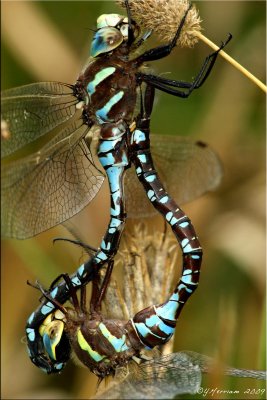 Mating Lance-tipped Darners ~ Aeshna constricta