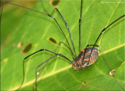 Harvestman Spider with Mite