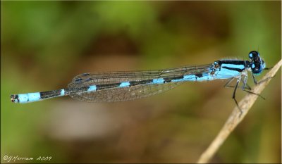 Life Tule Bluet ~ Enallagma carunculatum Male