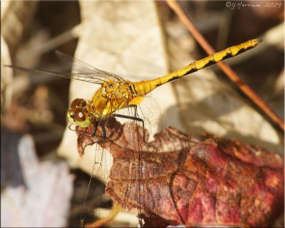 Immature Male Sympetrum internum - Cherry-faced Meadowhawk