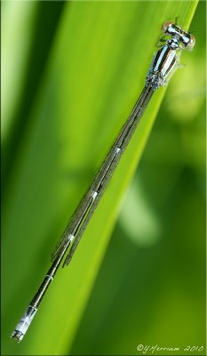 Enallagma exsulans ~ Stream Bluet