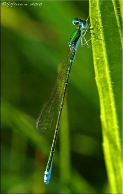 Nehalennia irene - Sedge Sprite