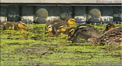 Duckling Soup