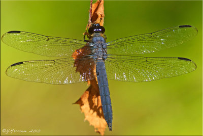 Libellula incesta - Slaty Skimmer