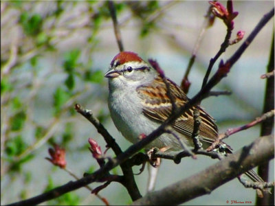 Chipping Sparrow