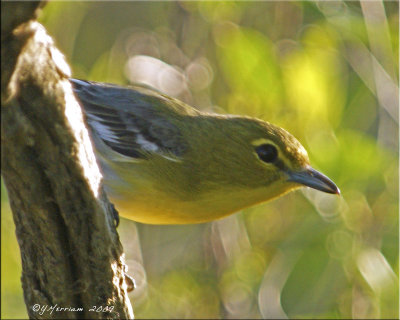 Yellow-throated Vireo