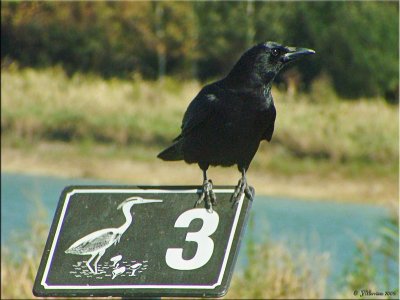 American Crow