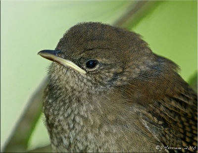 Baby House Wren