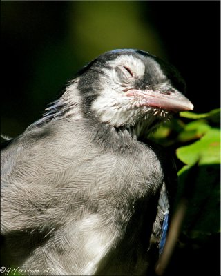 Sleepy Baby Blue Jay