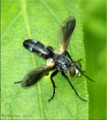 Tachinid Fly ~ Genus: Cylindromyia