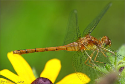 FOS Sympetrum