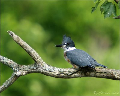 Belted Kingfisher