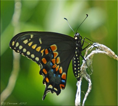 Black Swallowtail Ventral
