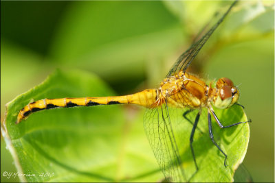 Teneral Sympetrum