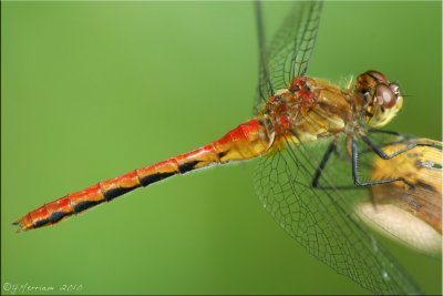 Mature Female Sympetrum