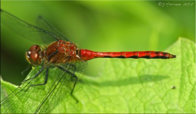 Mature Sympetrum Male