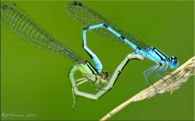 Hagen's Bluets ~ Enallagma hageni