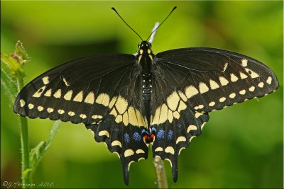 Papilio polyxenes ~ Black Swallowtail Male
