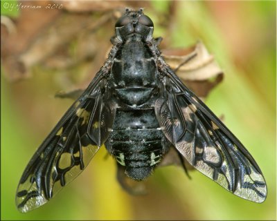 Tiger Bee Fly ~ Xenox tigrinus