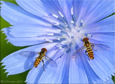 Syrphid Flies on Chicory