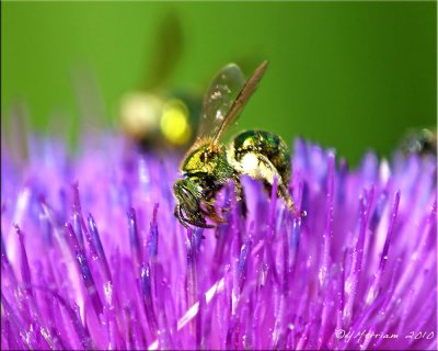 Augochloropsis metallica ~ Green Metallic Sweat Bee