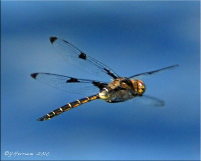 Epitheca princeps - Prince Baskettail