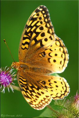 Speyeria cybele - Great Spangled Fritillary