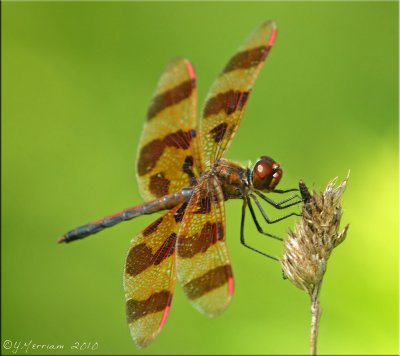 Halloween Pennant ~ Celithemis eponina