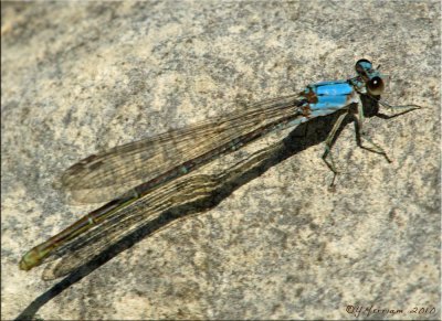 Powdered Dancer Female ~ Argia moesta