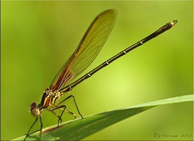 American Rubyspot Male ~ Hetaerina americana