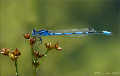 Enallagma civile ~ Familiar Bluet Male