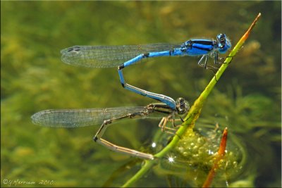 Enallagma civile ~ Familiar Bluets w/Brown Form Female