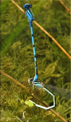 Enallagma civile ~ Familiar Bluets w/Olive Form Female