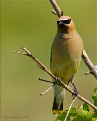 Cedar Waxwing